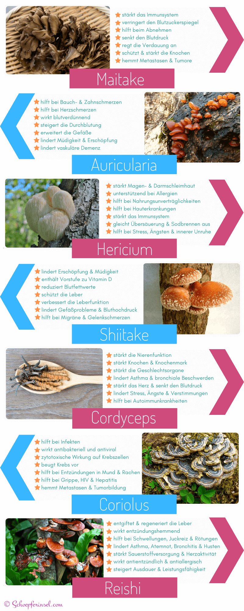 Infografik Übersicht heilpilze-infografik-vitalpilze Heilen mit Pilzen