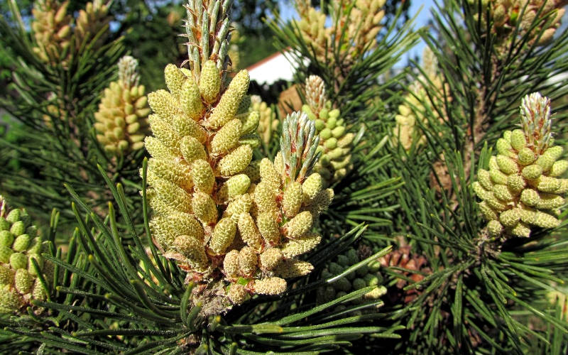 pine-pollen-testosteron-pinienpollen-tinktur