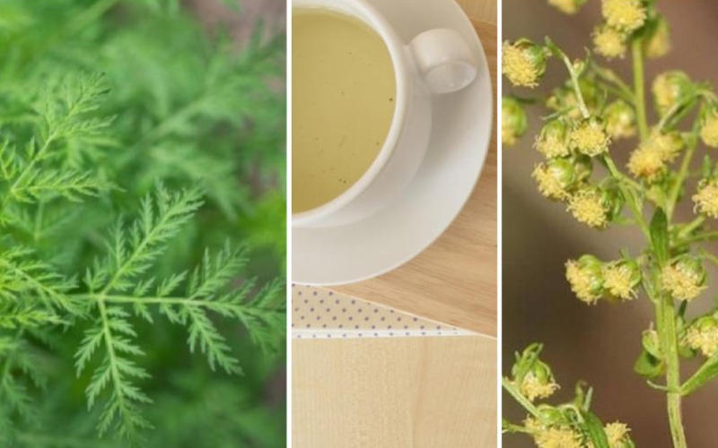 Artemisia-annua-Tee-Zubereitung-einjaehriger-beifuss-selbst-machen-annua-tee