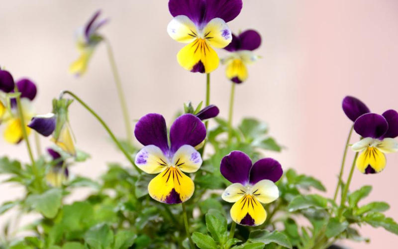Viola tricolor-wildes-stiefmütterchen-wirkung-anwendung-erfahrung-pflanzenheilkunde-naturheilkunde-schoepferinsel-liste