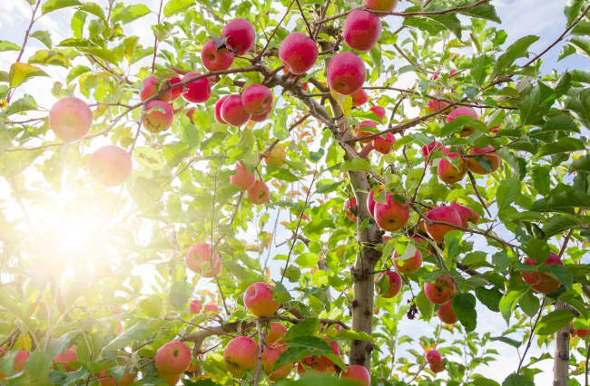 apfelbaum-mit-kaffeesatz-düngen-anleitung-erfahrungen-schöpferinsel-natur