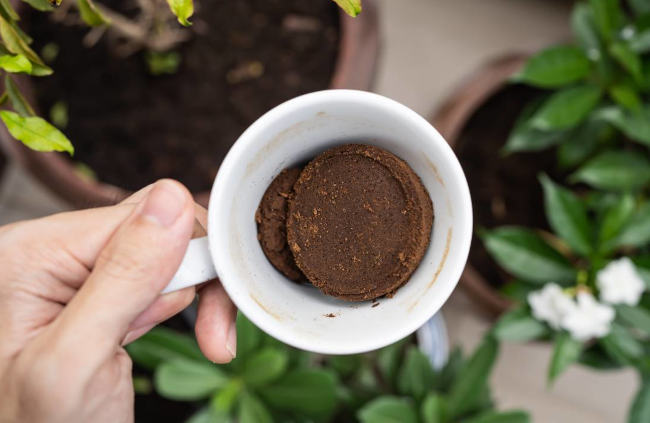 mit-kaffeesatz-düngen-schoepferinsel-schöpferinsel-kräuter-gemüse-obst-erfahrung