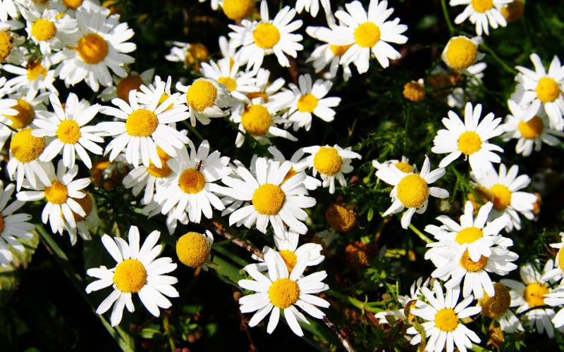 Echte-Kamille-Deutsche Kamille-Mägdeblume-Kummerblume-Apfelblümlein-Feldkamille-Hermel-heilpflanzen-lexikon-verwechslung-wirkung-anwendung-sammelzeit-schoepferinsel-schöpferinsel