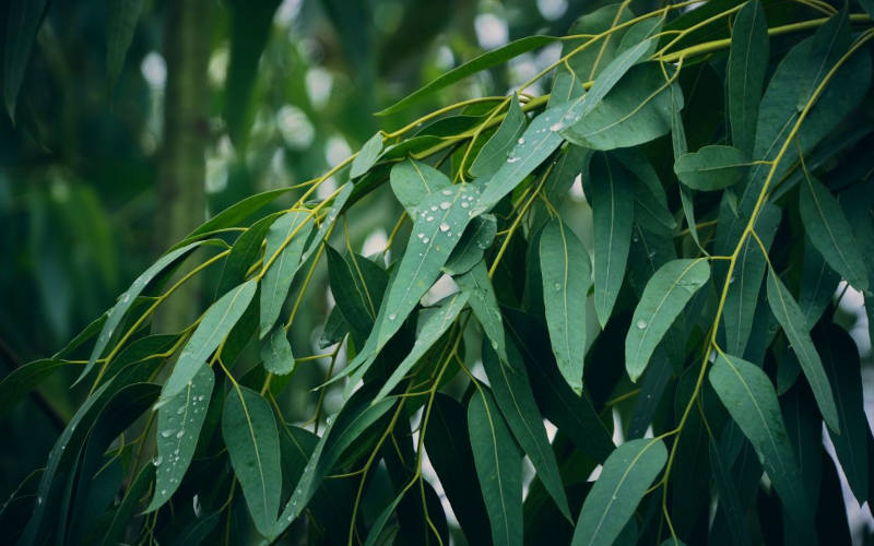 Eukalyptus-Fieberbaum-Gummibaum-Blaugummibaum-heilpflanzen-lexikon-schöpferinsel