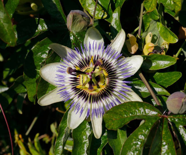 Passiflora-incarnata-Passionsblume-Fleischfarbene-Passionsblume-heilpflanzen-lexikon-verwechslung-wirkung-anwendung-schoepferinsel-schöpferinsel