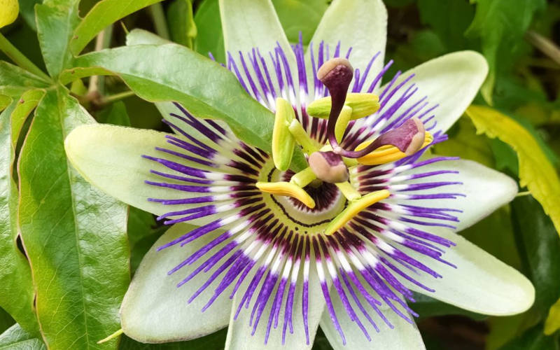 Passionsblume-Fleischfarbene-Passionsblume-heilpflanzen-lexikon-verwechslung-wirkung-anwendung-schoepferinsel-schöpferinsel