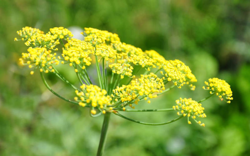 fenchel-Enis, Brodsamen, Femis, Wiesenkerbel, Gewöhnlicher Fenchel, Gewürzfenchen, Fenchelkraut, Süßfenchel, Teefenchel-heilpflanzen-lexikon-verwechslung-wirkung-anwendung-schoepferinsel