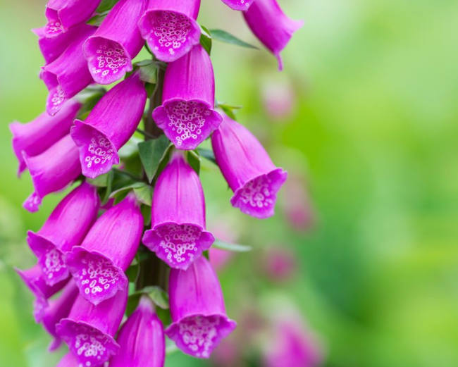 fingerhut-Fingerkraut-Fuchskraut-Waldglöckchen-Waldschelle-Schwulstkraut-Unserer-lieben-Frauen-Handschuh-heilpflanzen-lexikon-schoepferinsel